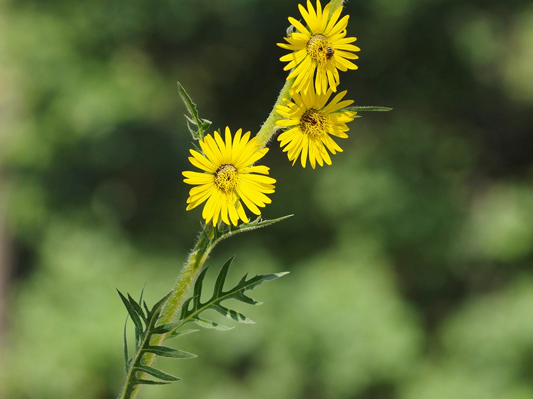 Compass plant (Silphium laciniatum)