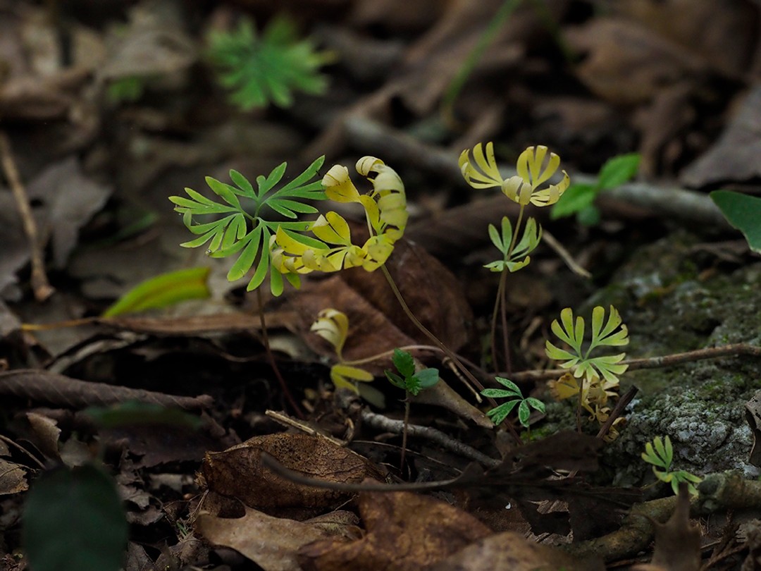 Withered and yellowing leaves after seed pods have fallen