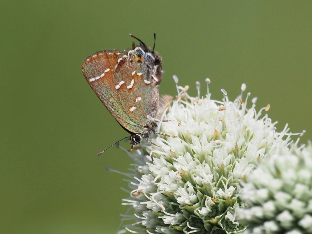 Juniper hairstreak