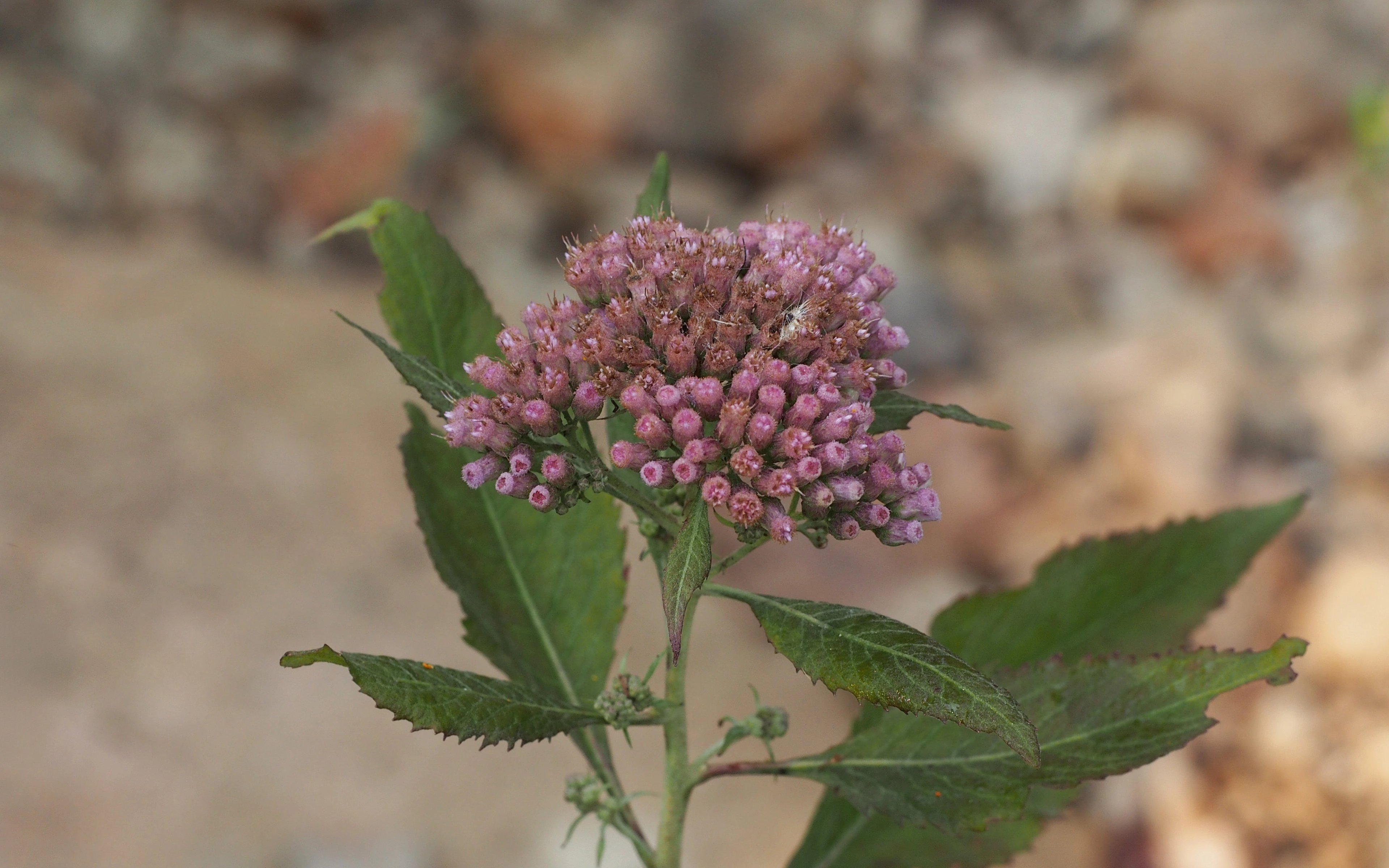 Pinkish flowers of Pluchea camphorata
