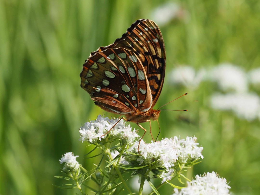 Great Spangled Fritillary