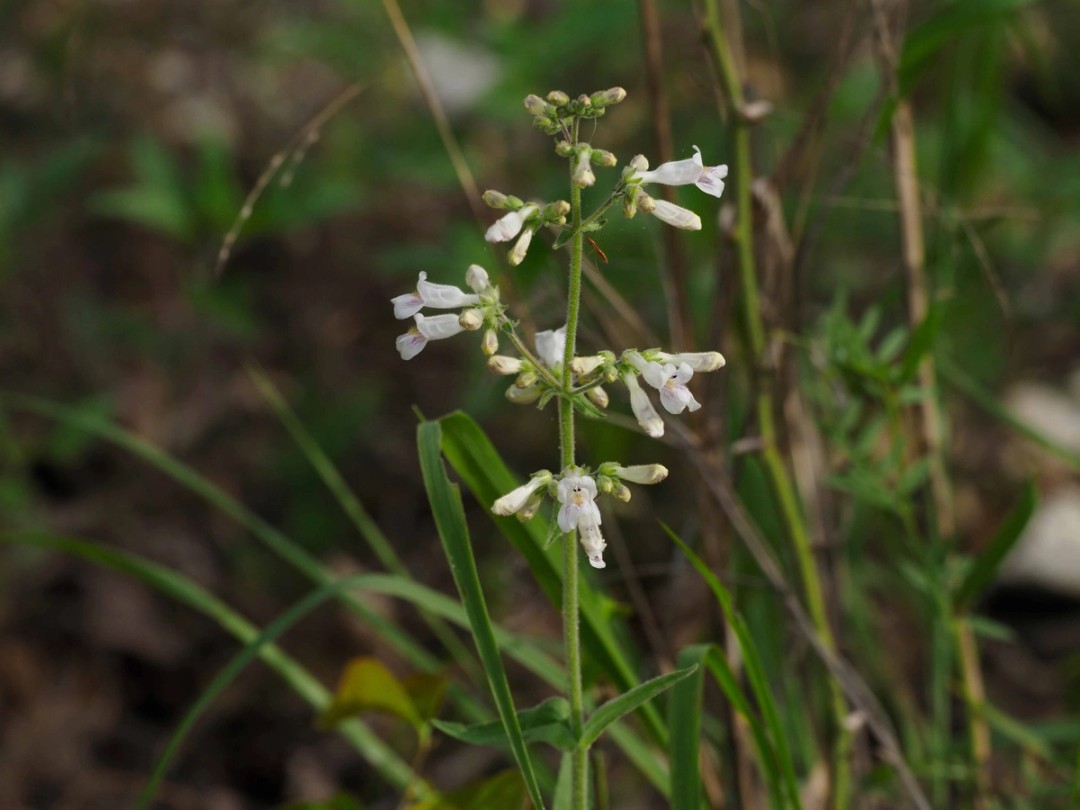 Flowers and buds 