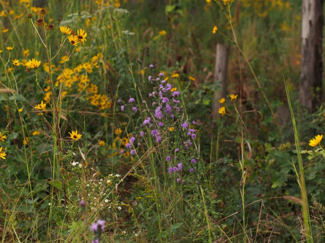 with Helianthus silphiodes