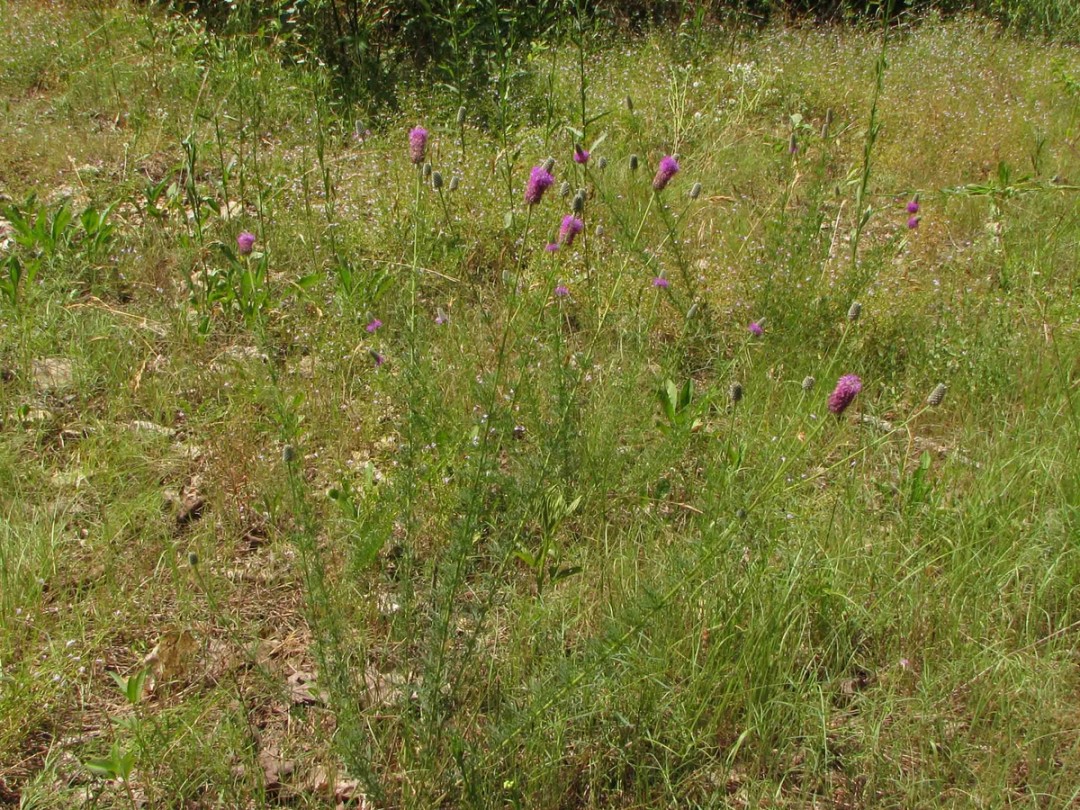 Roadside glade habitat