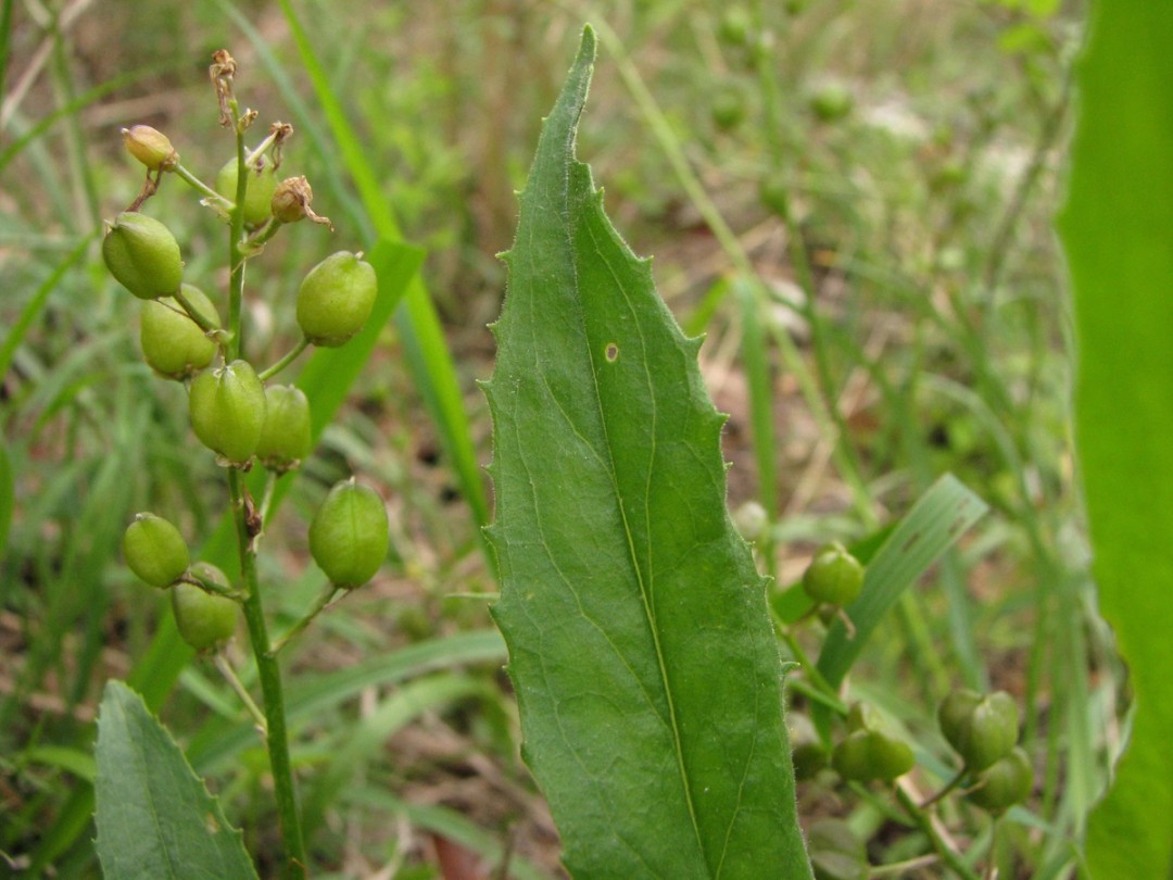 with Camassia sciloiedes 