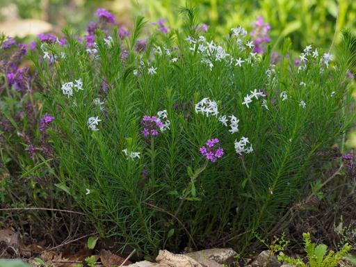 Intermingled flowers of Rose Verbena and Fringed Bluestar