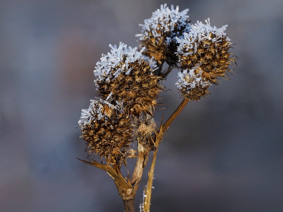 Seeds ripe for harvest