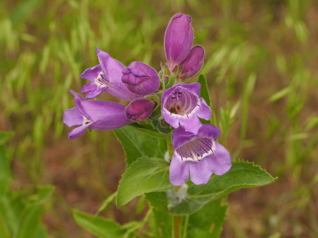  Red violet flowers