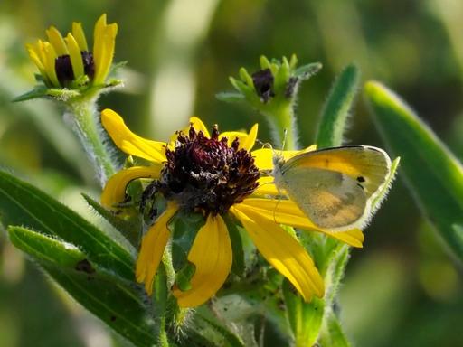 Dainty Sulfur Butterfly