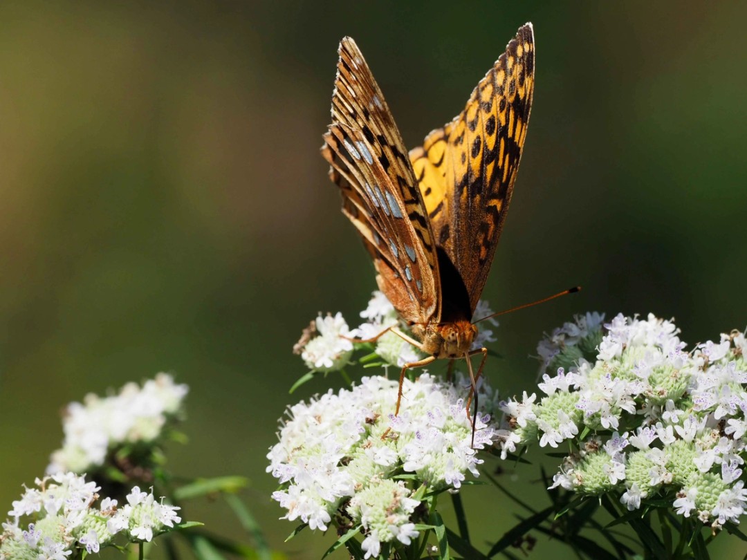 Great Spangled fritillary