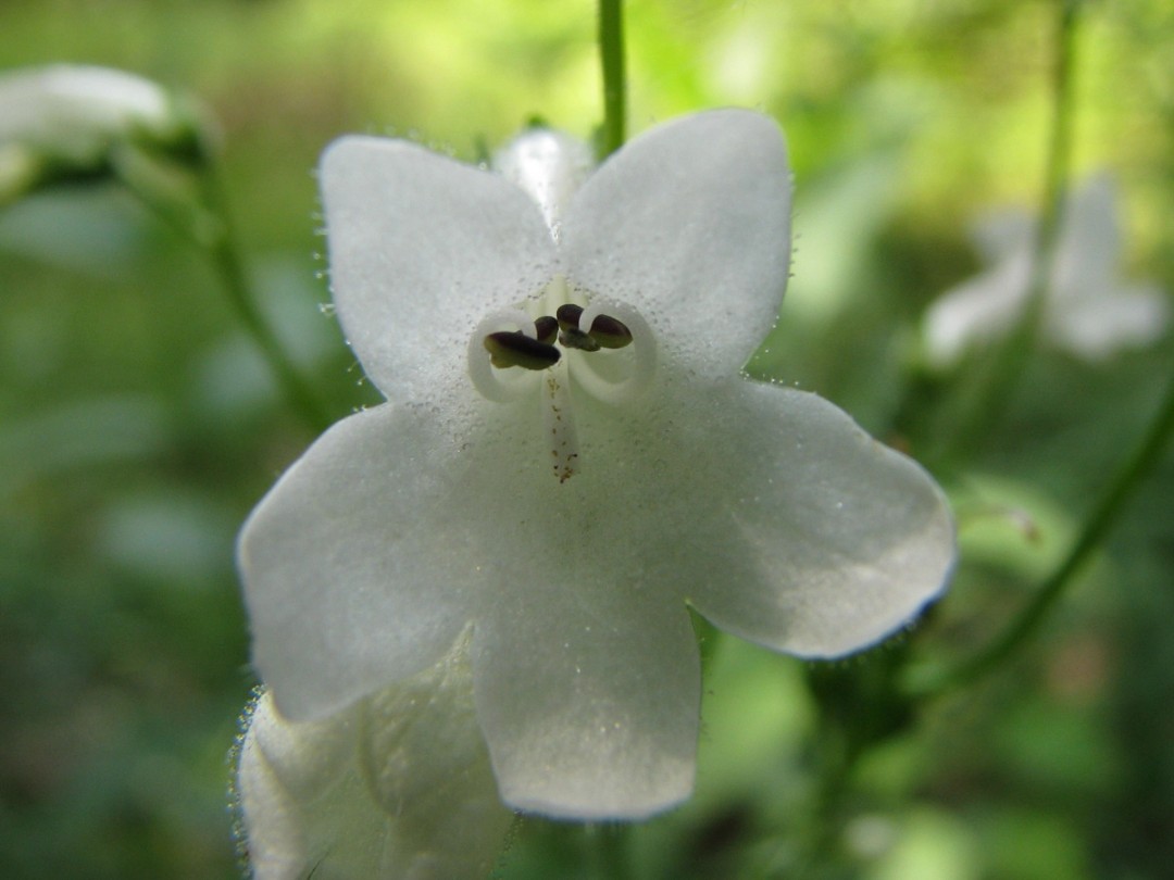 Penstemon tubaeflorus
