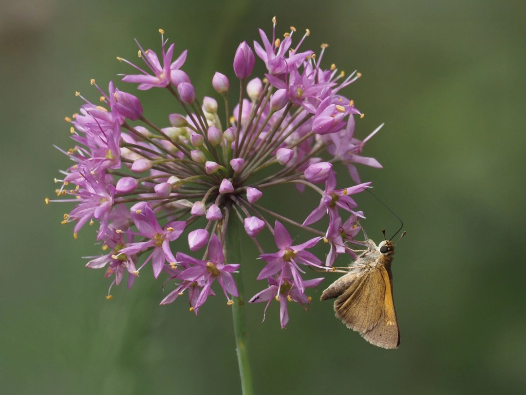 Tawny-edged skipper