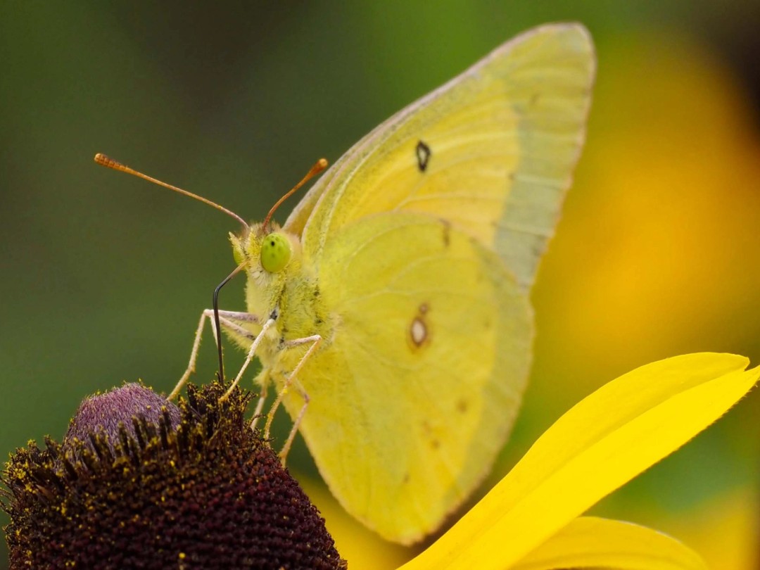 Clouded sulfur