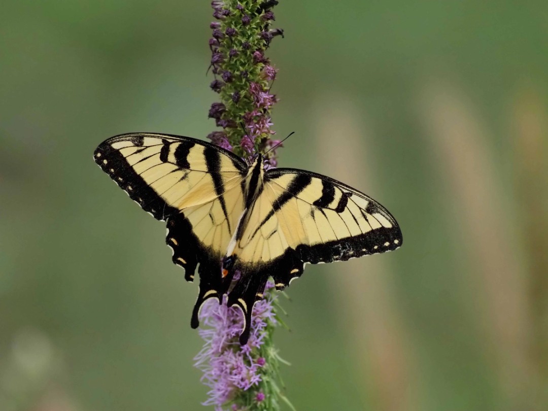 Eastern Tiger Swallowtail