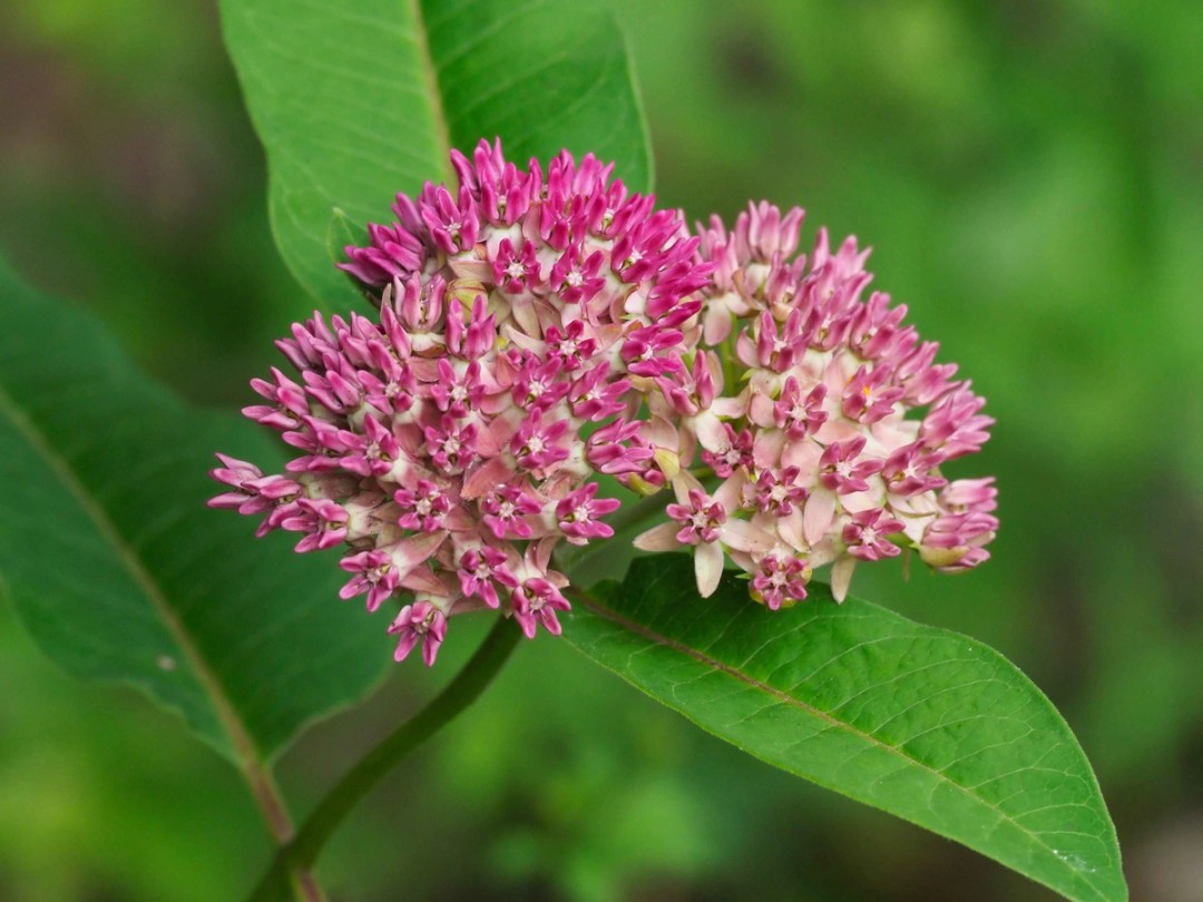 Close look at flowers