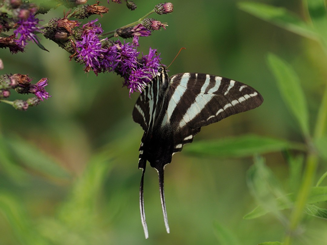 Zebra Swallowtail