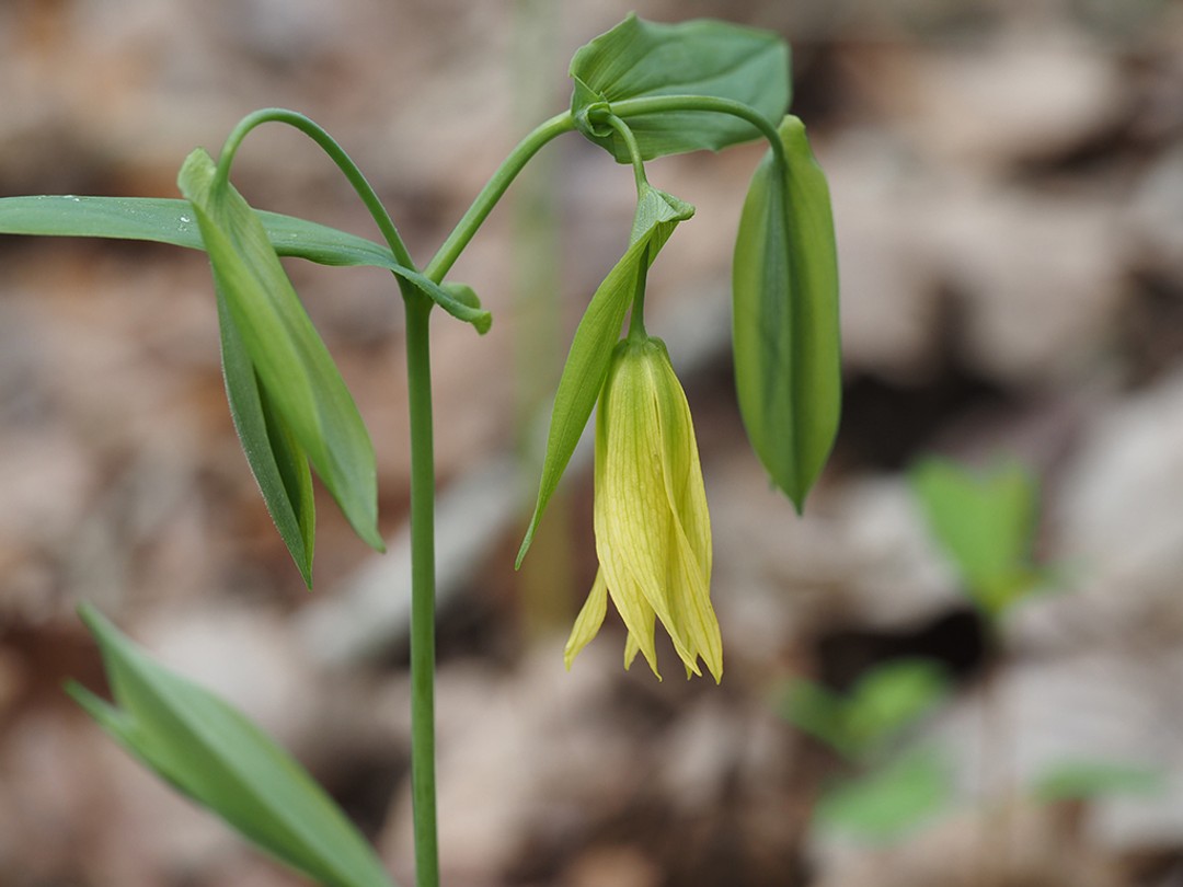 Large Bellwort (Uvularia grandiflora)