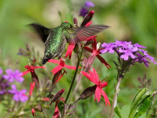 Iridescent green, Ruby-throated hummingbird