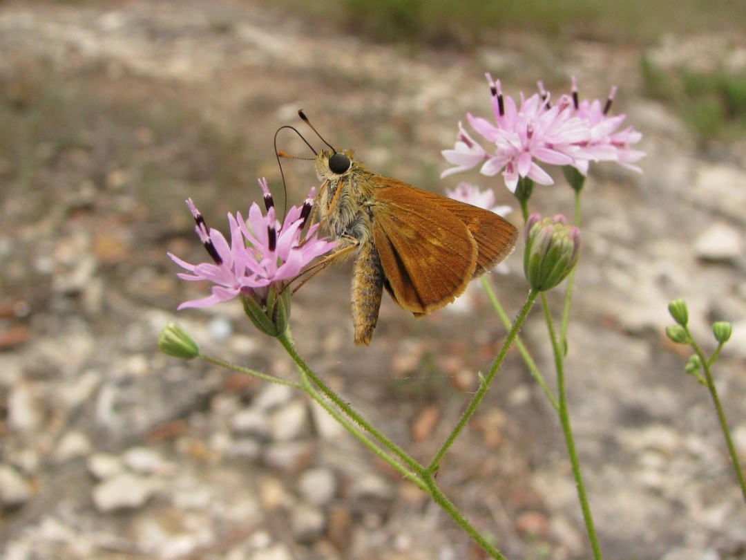 Southern Broken-Dash