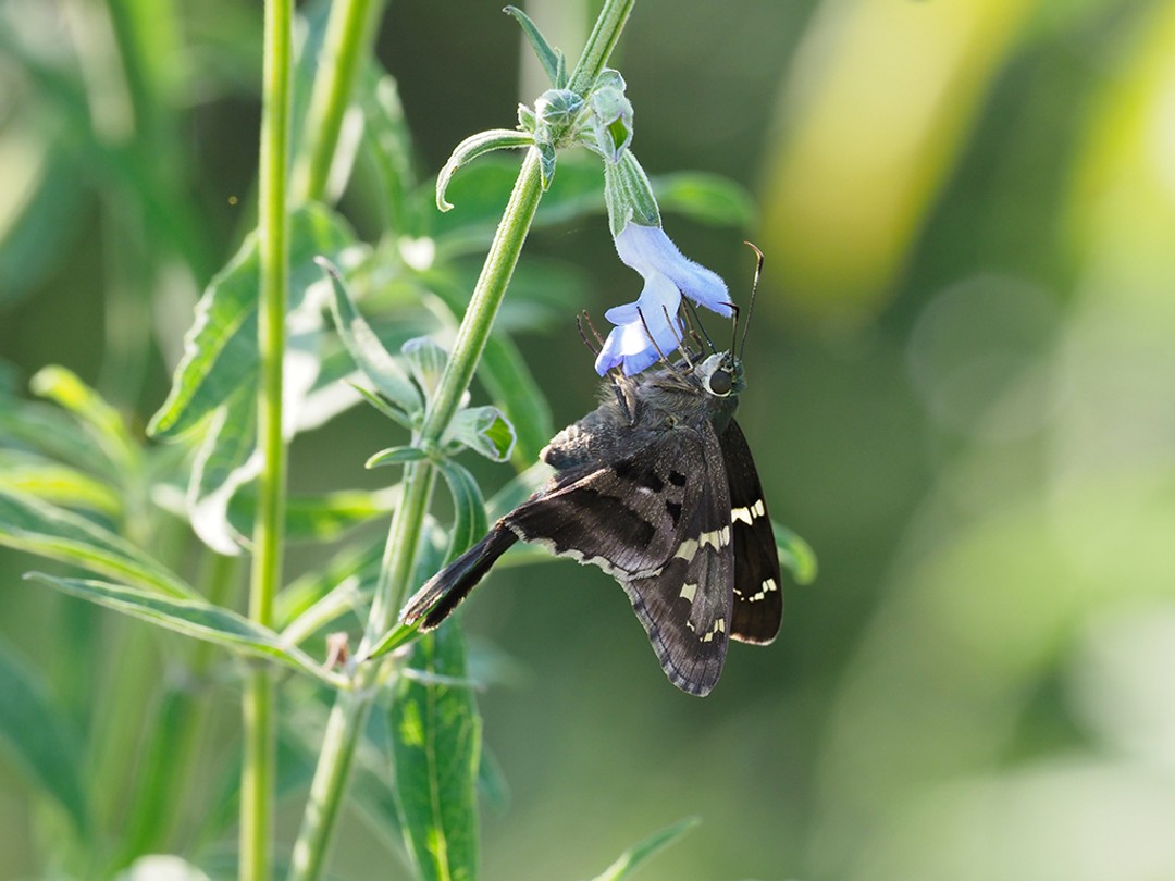 Long-tailed skipper