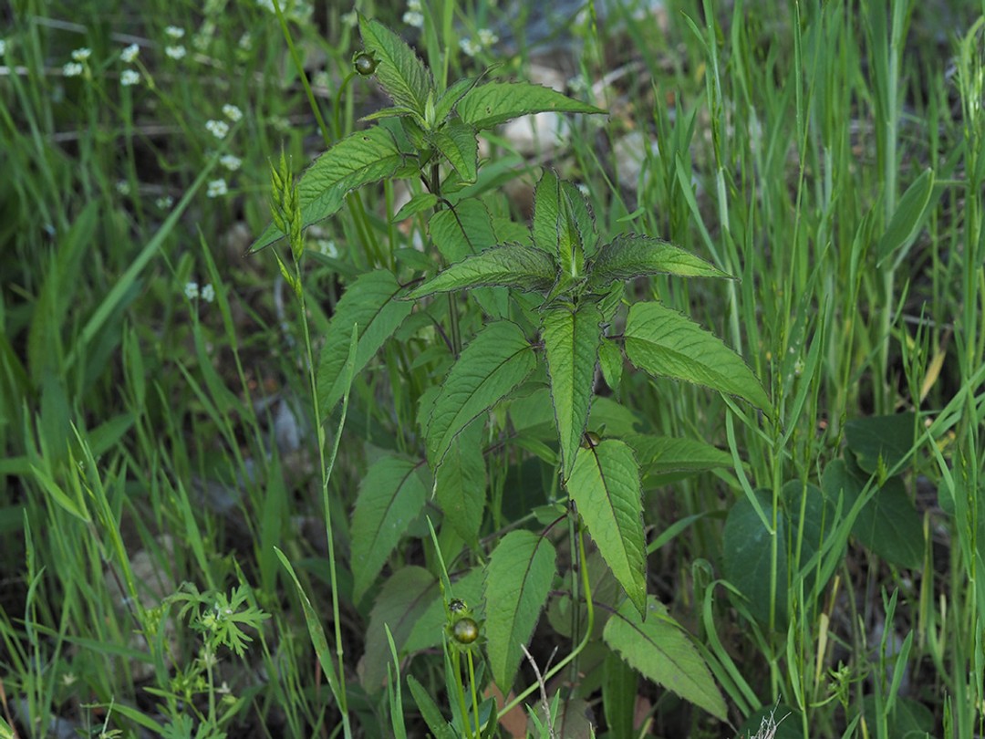 Bee balm before flowering