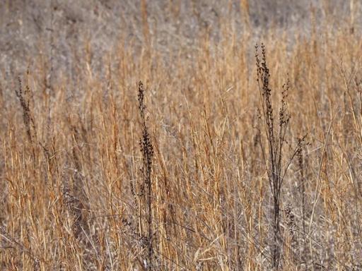 Seed pods of multiple plants in grassland