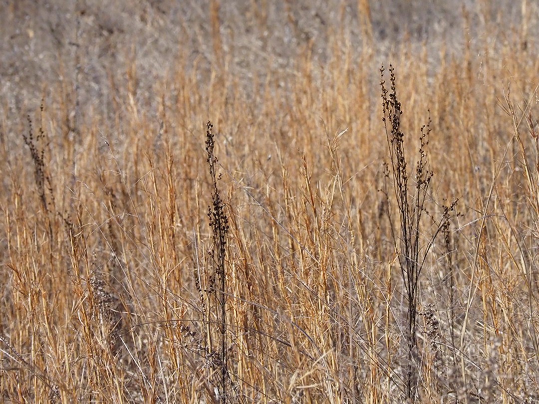 Seed pods of multiple plants in grassland