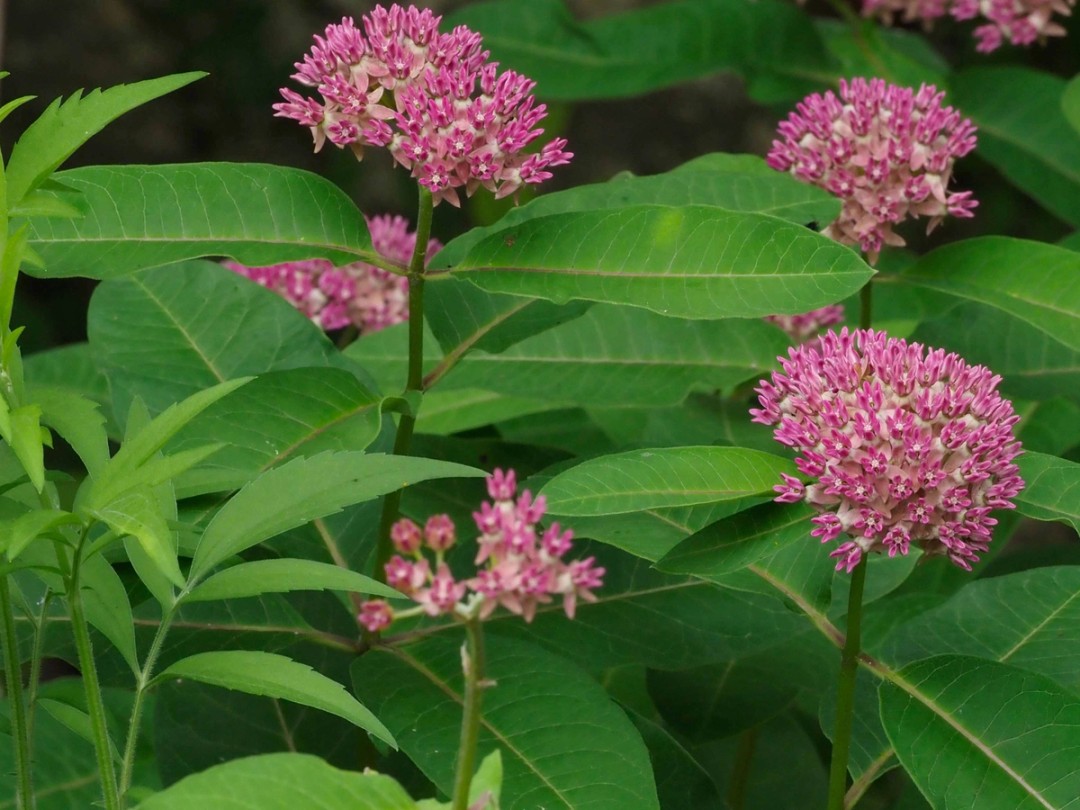 Plant in full bloom