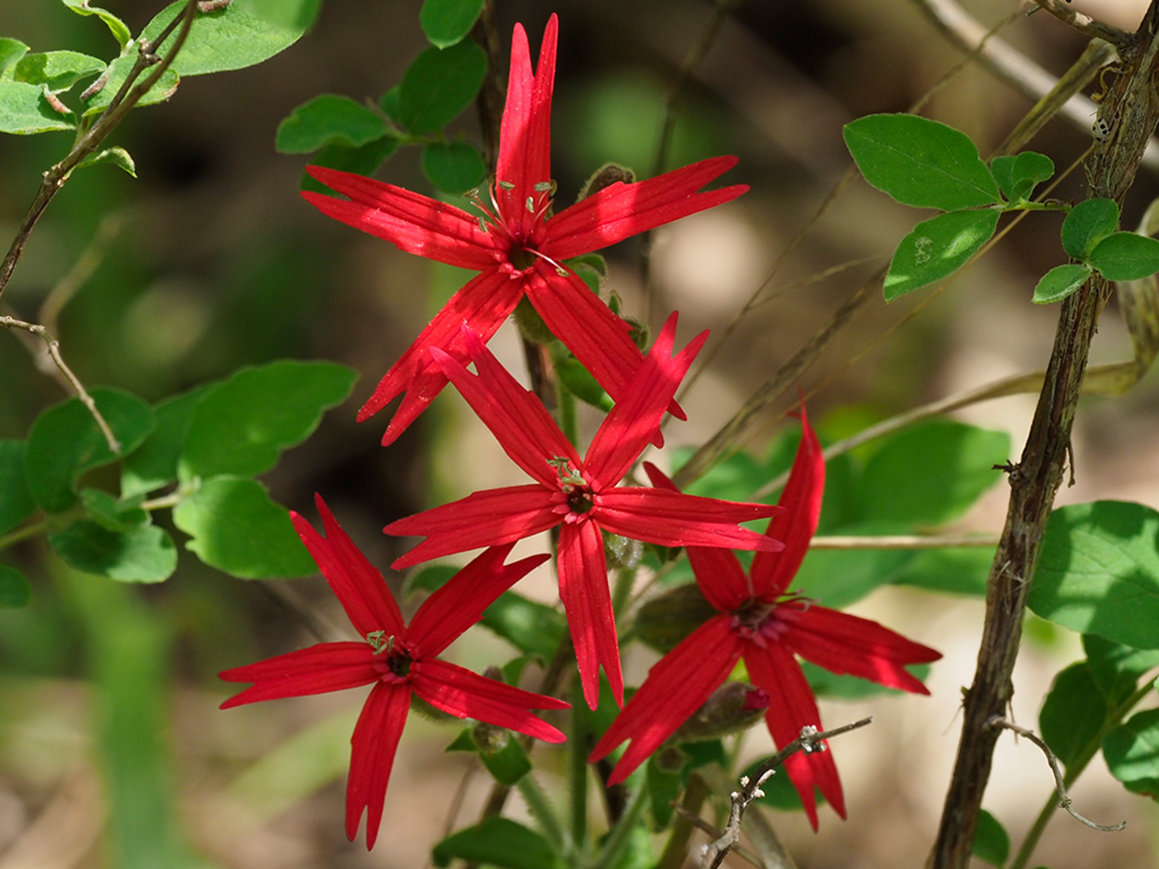 Brilliant red flowers notched at the tip