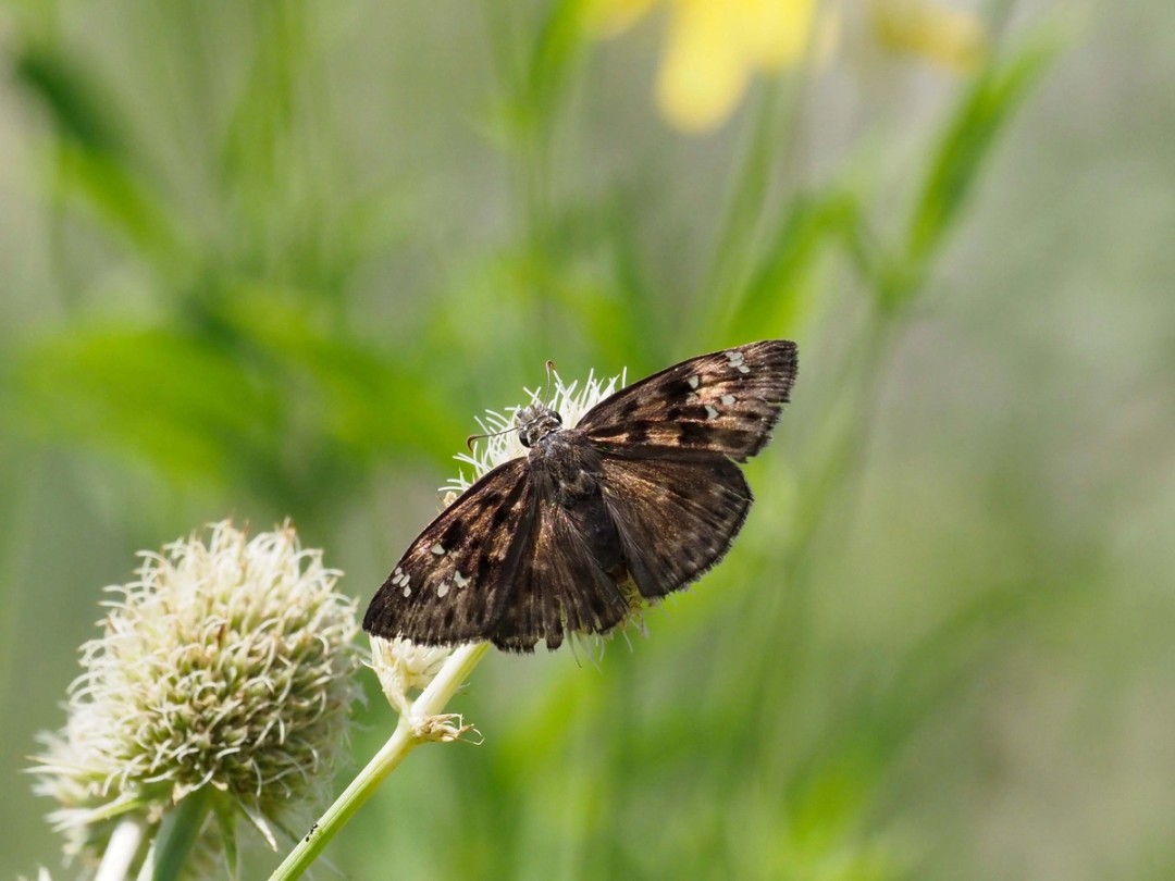 Horace's duskywing 