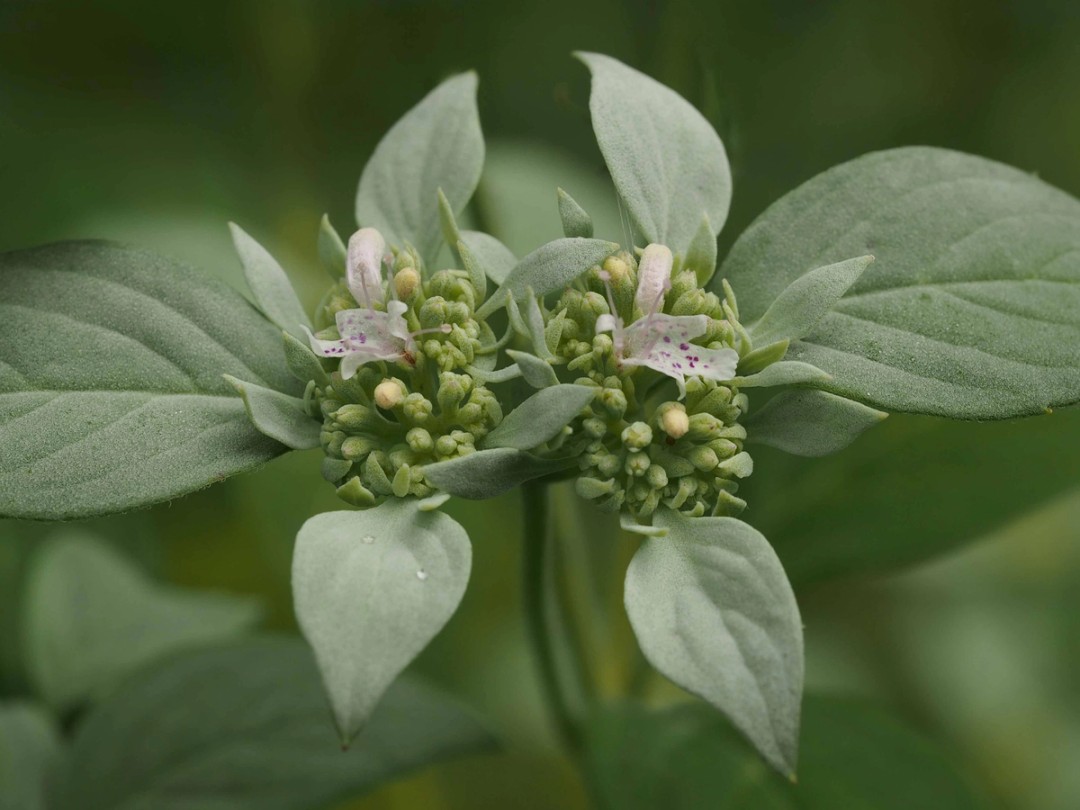 Leaves, bracts buds and new flowers