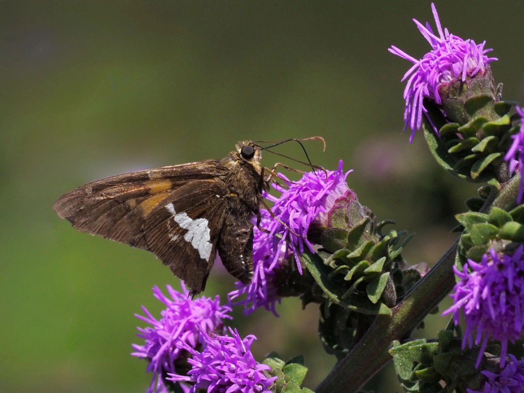 Silver spotted skipper