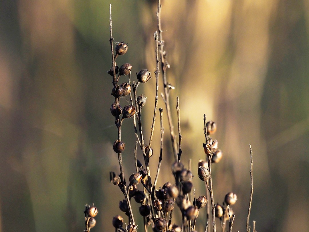 Gold to copper colored seed pods