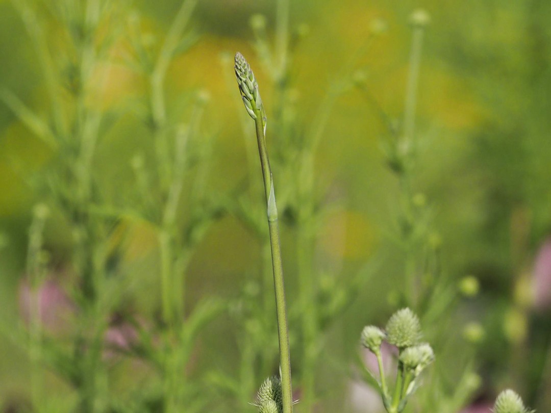 Scape with bract and buds