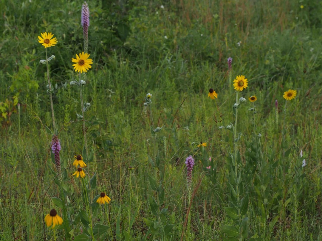 with Helianthus mollis