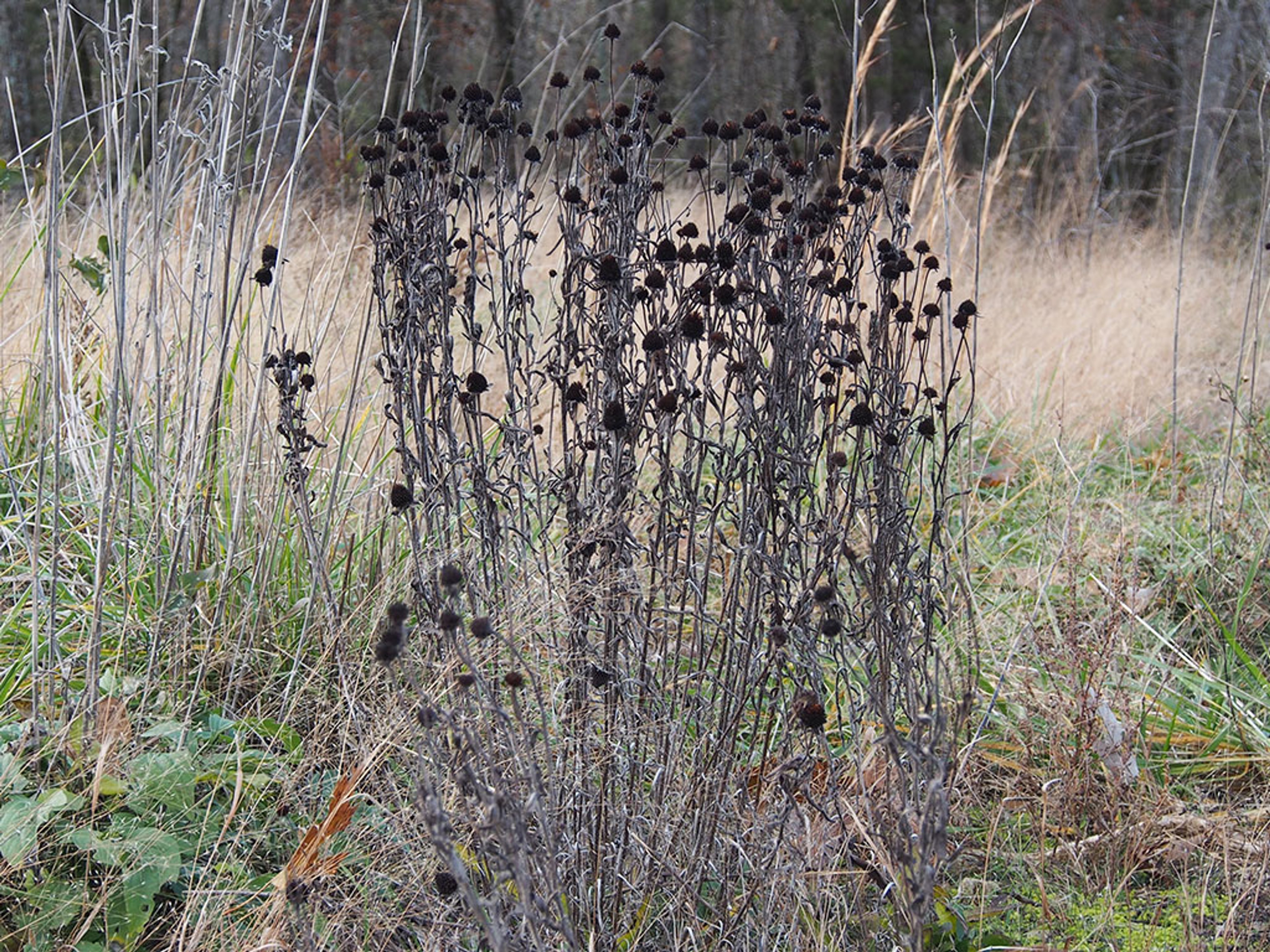 Ripe seed heads