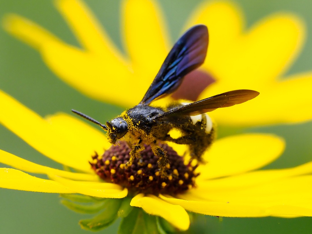 Scoliid wasp covered in pollen