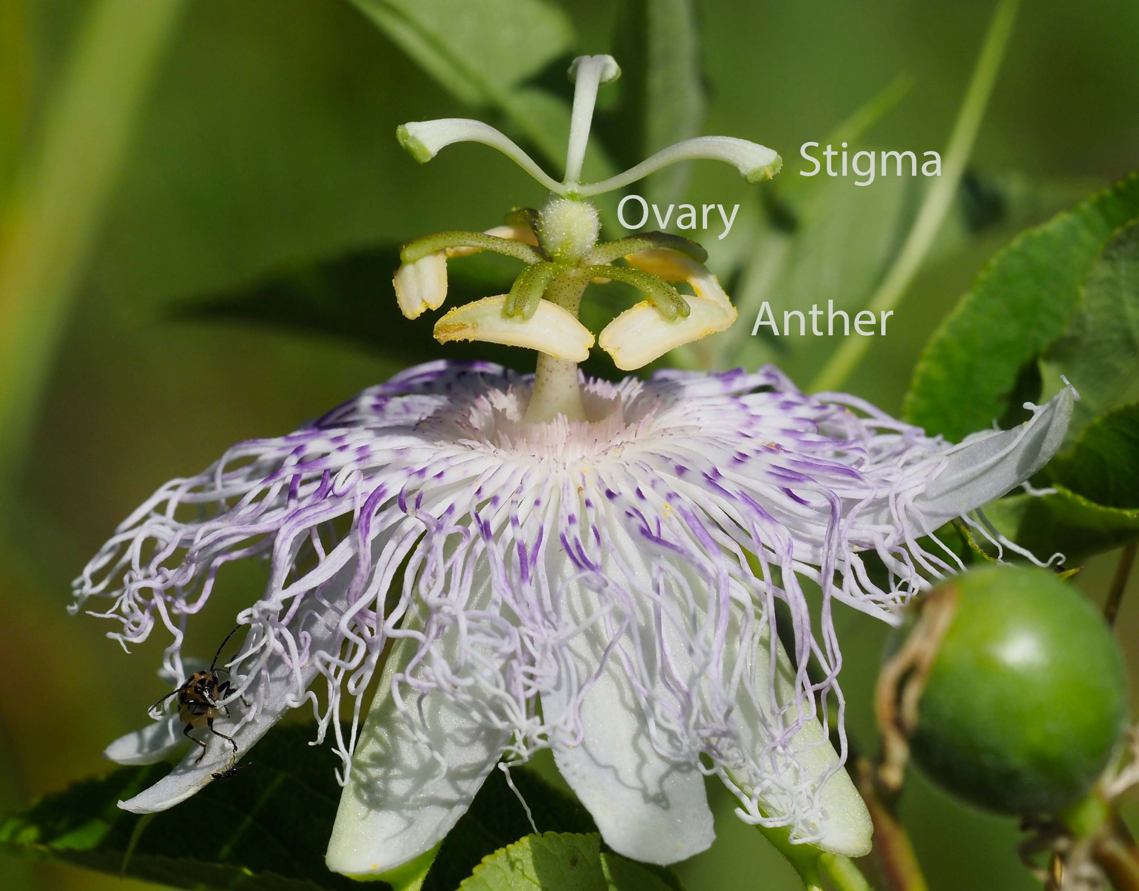 Stigma, Ovary and Anther