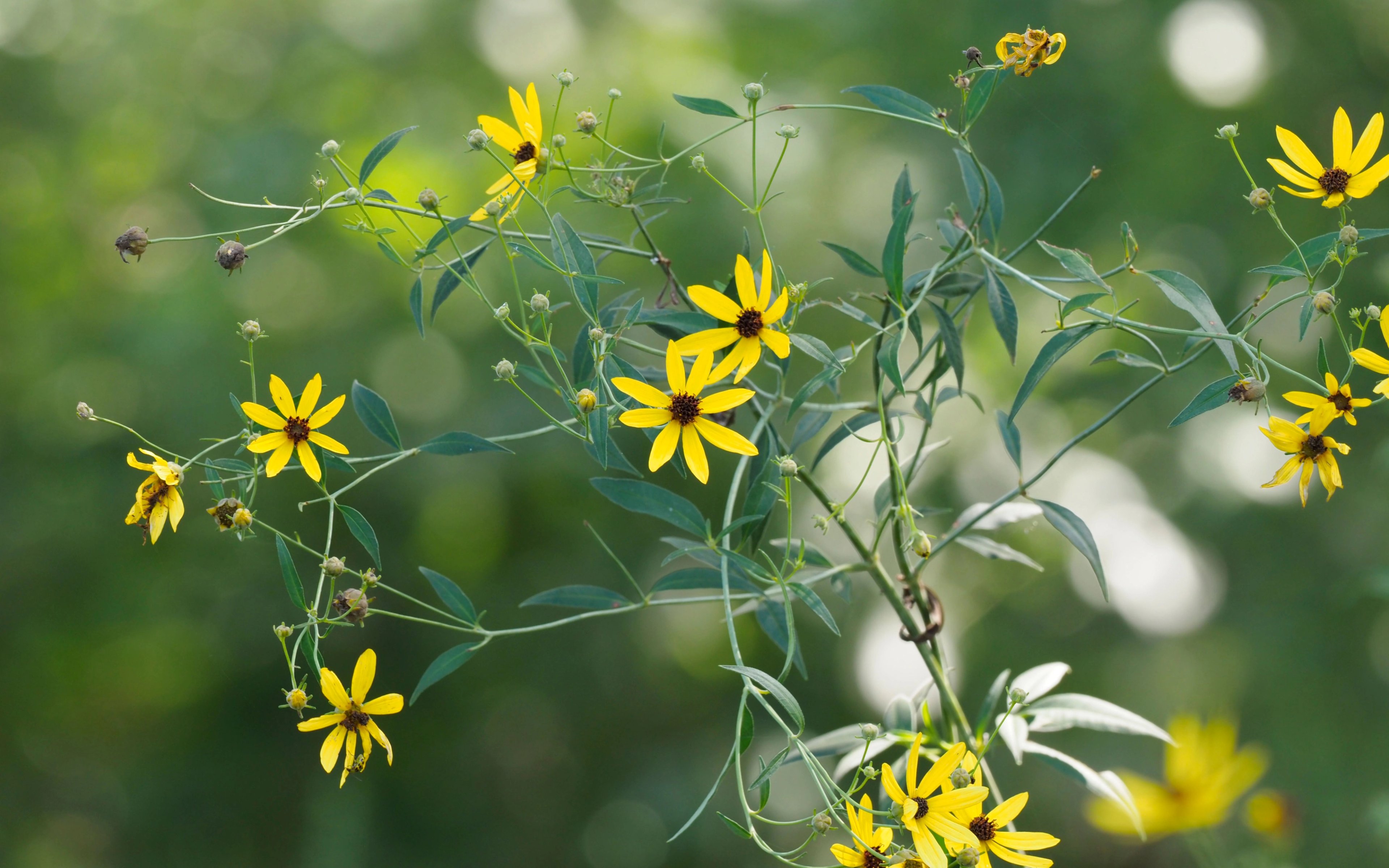 Coreopsis tripteris