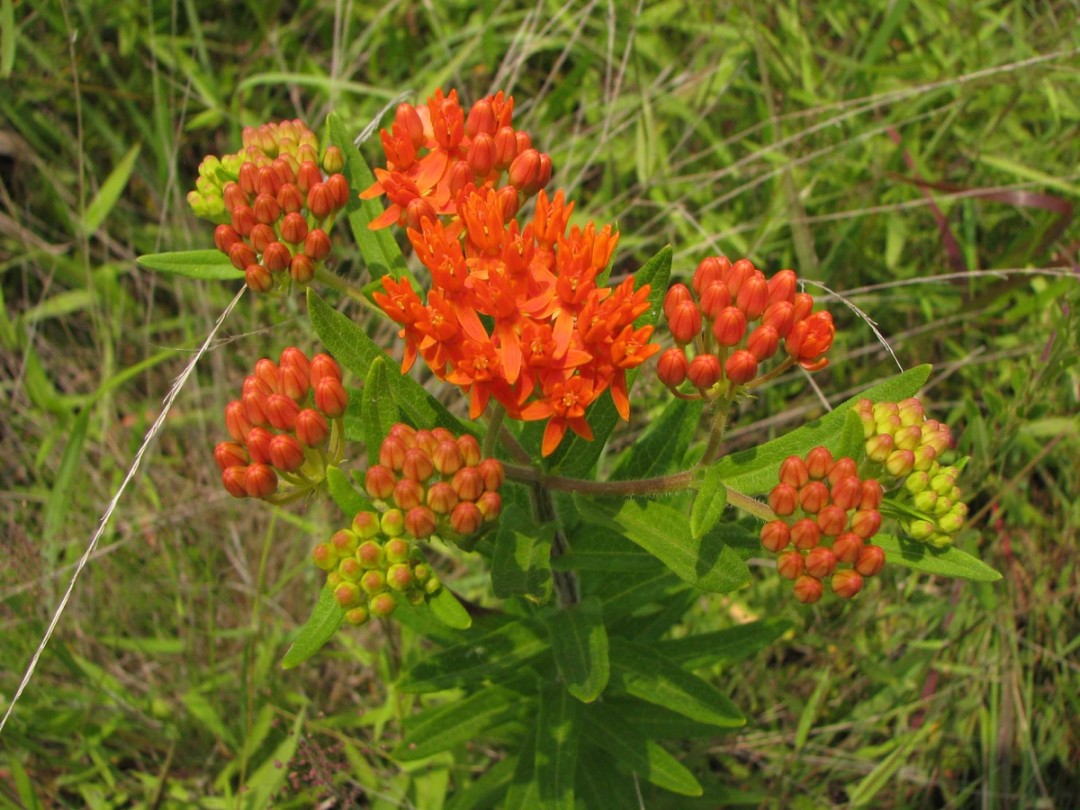 Buds and flowers