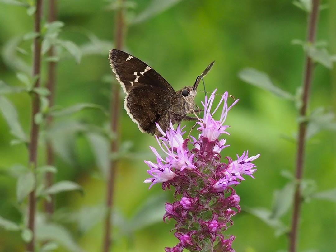Southern Cloudywing