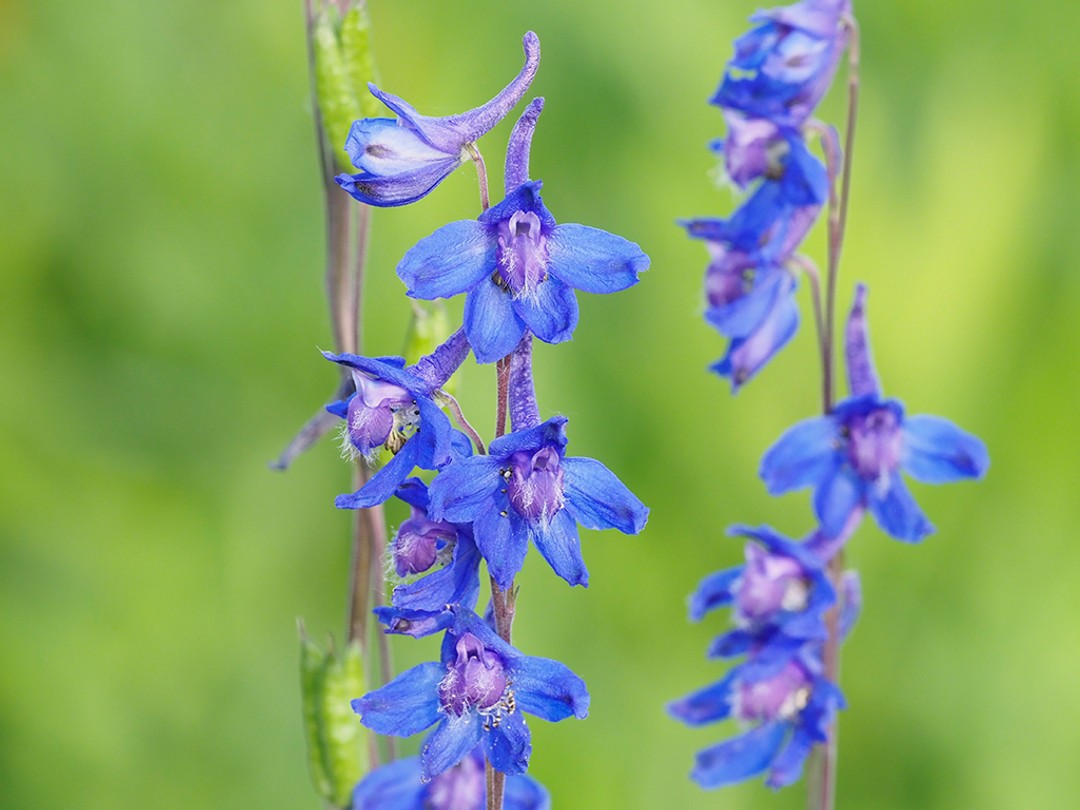 Delphinium carolinianum (Carolina larkspur)