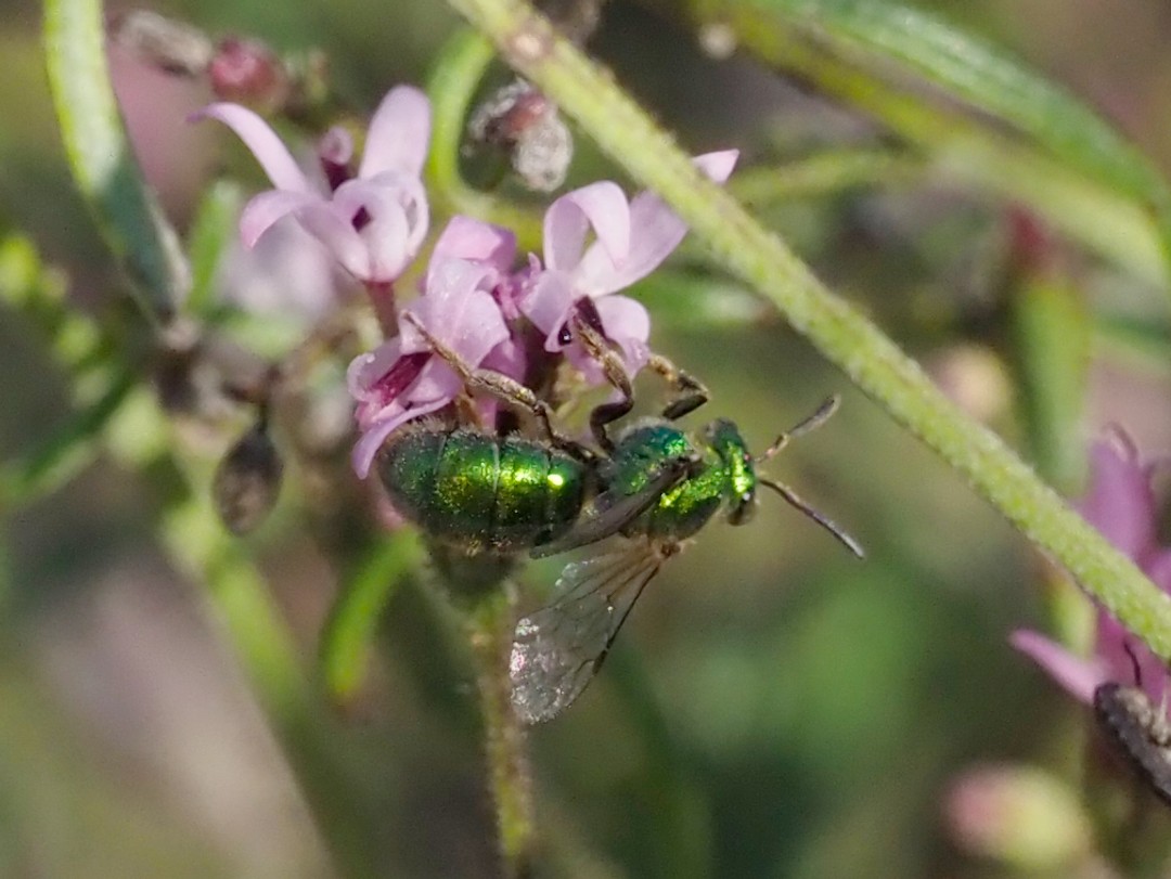 Green Sweat bee
