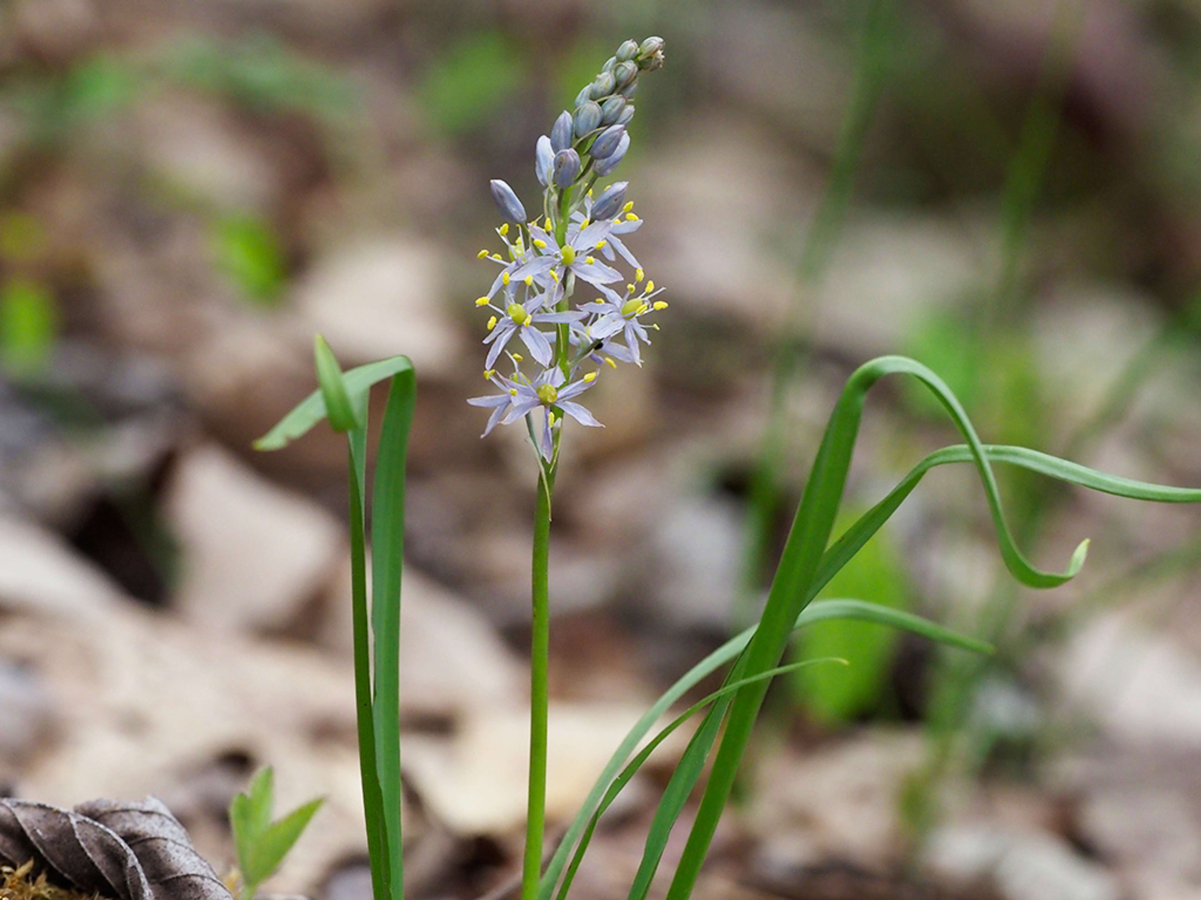 Camassia scilloides