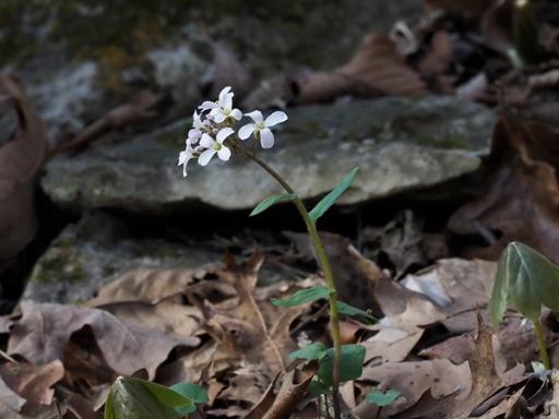 Cardamine douglassii