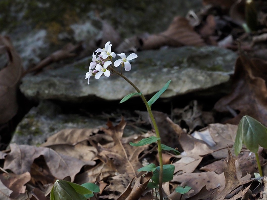 Cardamine douglassii