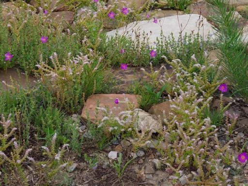 Widow's Cross and Fame flower blooming in Rock Garden