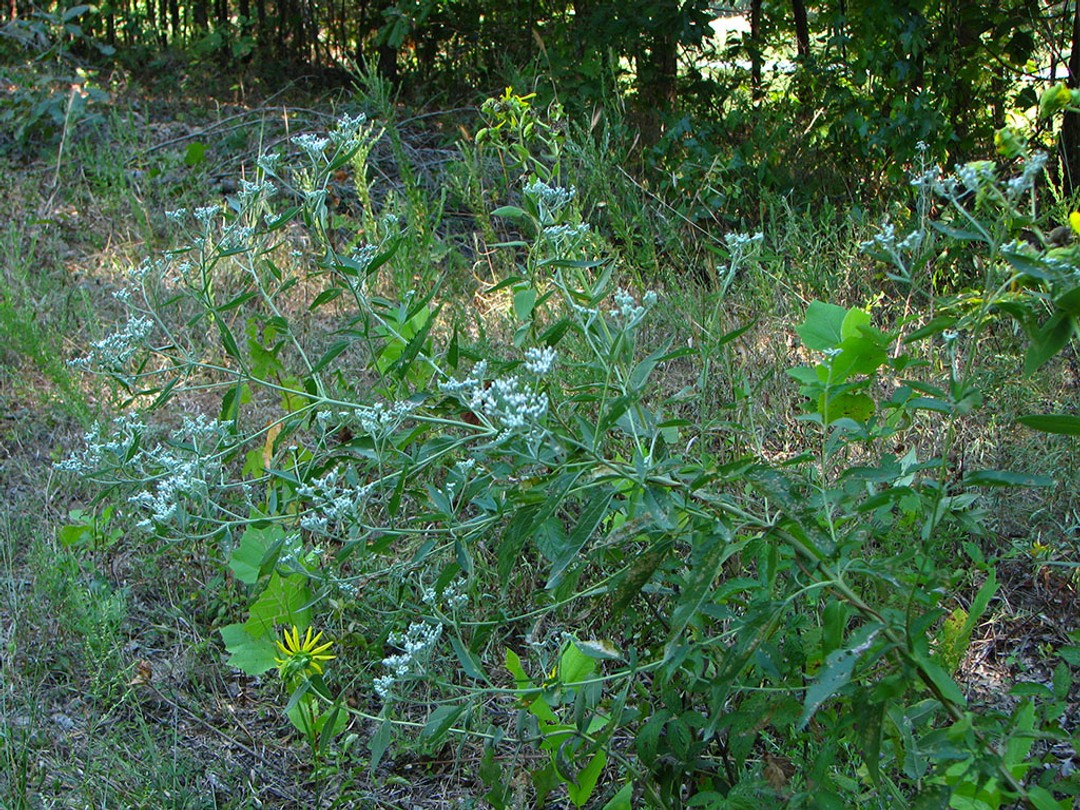 with Eupatorium serotinum