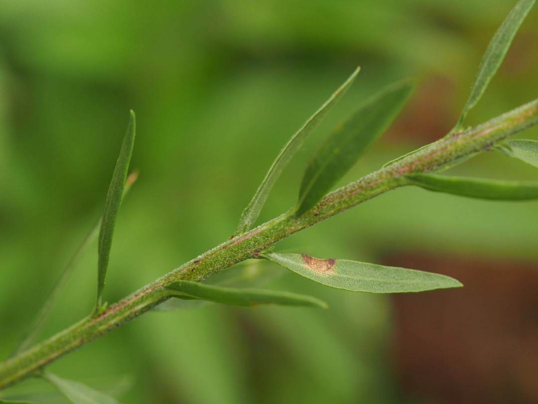 Sessile upper leaves
