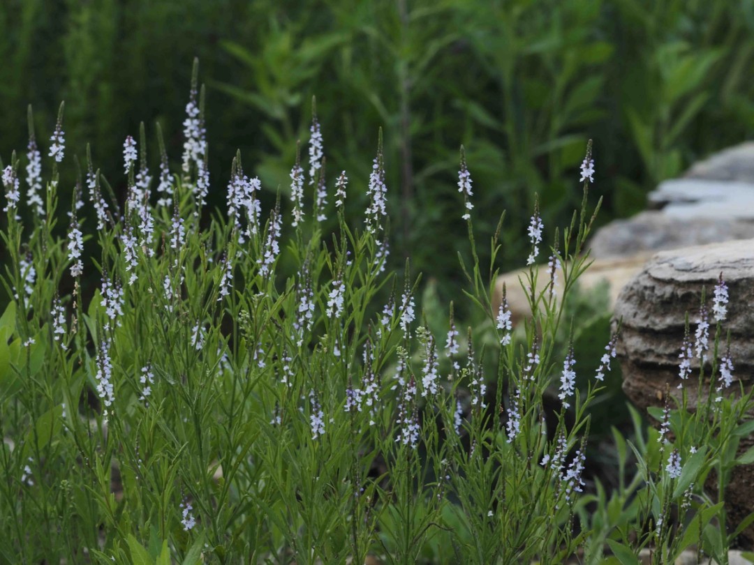 Many flowers per plant